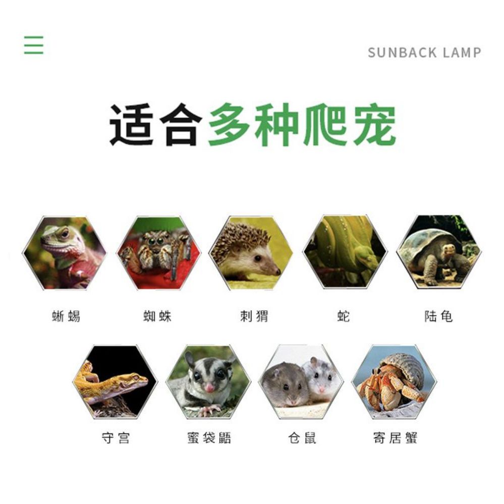 거북이사육장 도마뱀 키우기 곤충 애완 도마뱀키우기 파충류 이미지 6