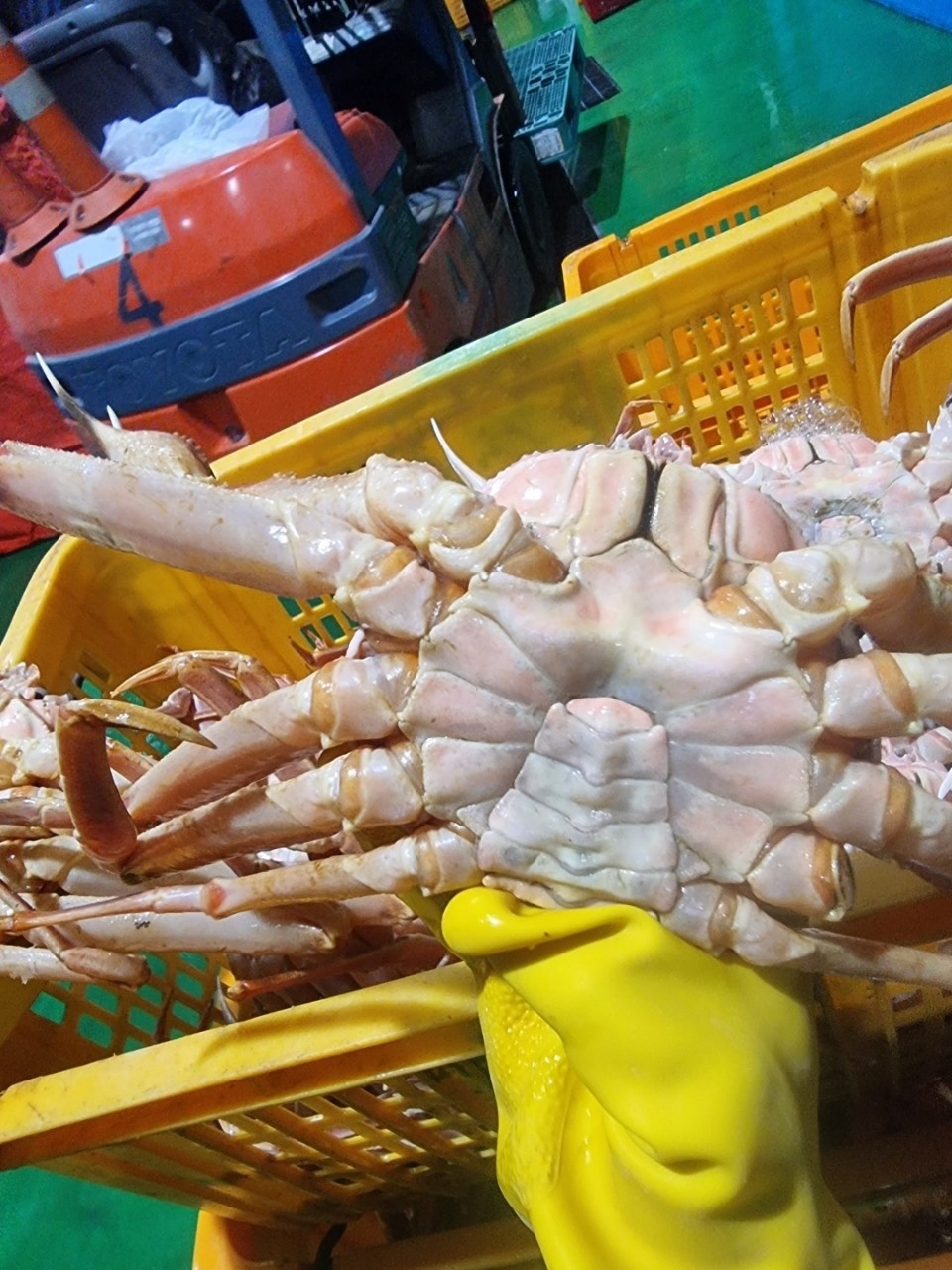 수라한상 제철 러시아 박달 자숙 마가단 스노우 크랩 대게 3kg 이미지 8