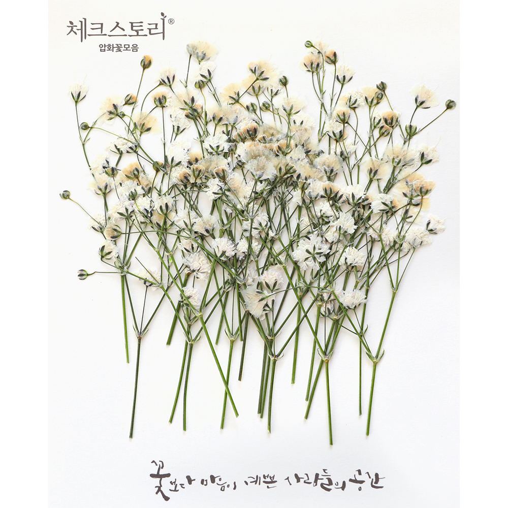 줄기꽃 압화 체크메이드 안개꽃줄기 화이트 - 상품 이미지