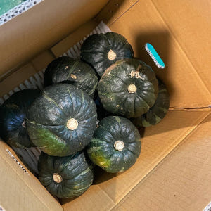 제주도 보우짱 밤호박 국내산 단호박 제주미니밤호박 햇 맛있게 먹은 솔직 후기 - 상품 이미지 2