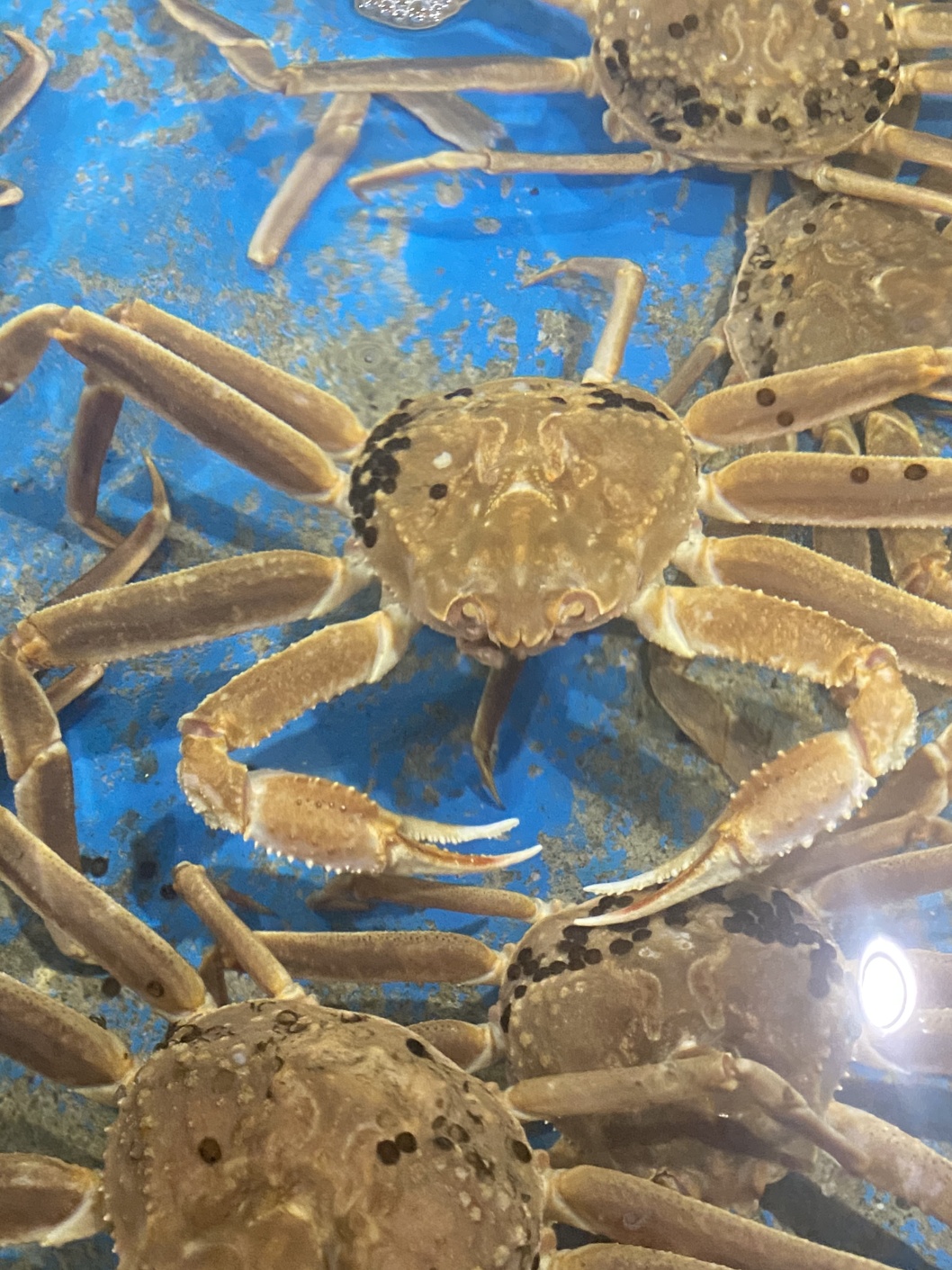 수라한상 제철 러시아 박달 자숙 마가단 스노우 크랩 대게 3kg - 상세 이미지 3