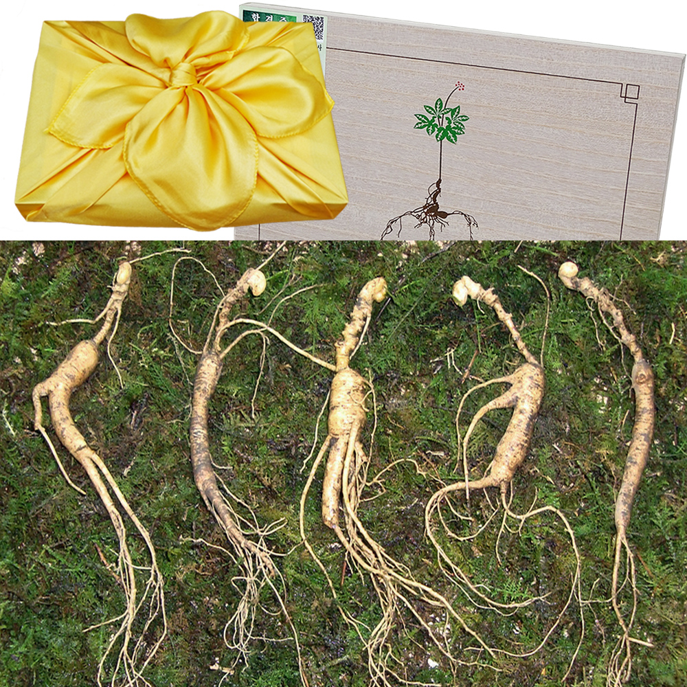 아리아리산삼 13-15년근 5뿌리 산양삼 장뇌삼 산양산삼 자연산 설 추석 명절 선물세트 면역력