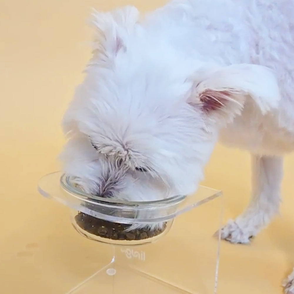 페노비스 강아지 가수분해 알러지 눈물 사료 바이탈코어 어덜트, 1kg, 1개