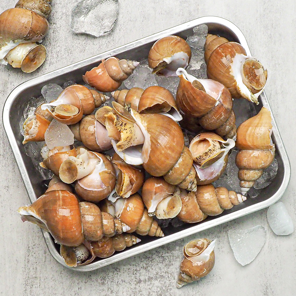 자연산 생물 백골뱅이 1kg 소 중 대 특대 백고동 통골뱅이