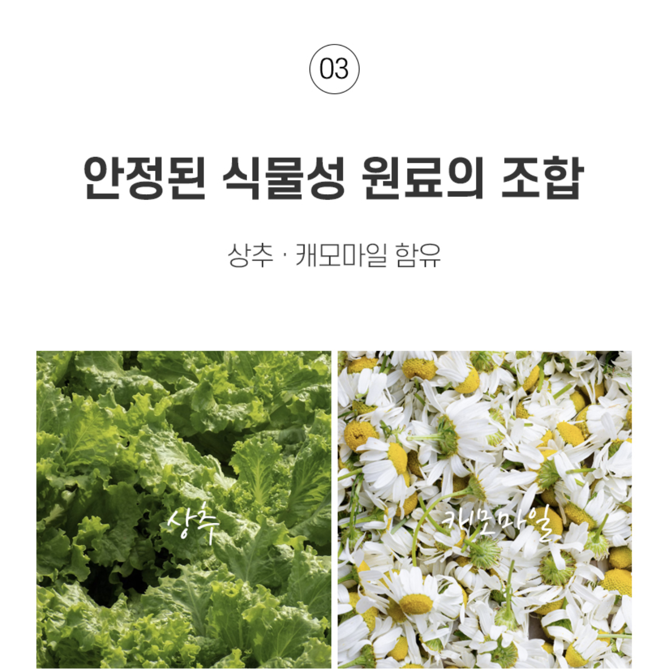 트립토판 식물성메라토닌 3MG 타트체리 멜라토닌 30g - 상세 이미지 5