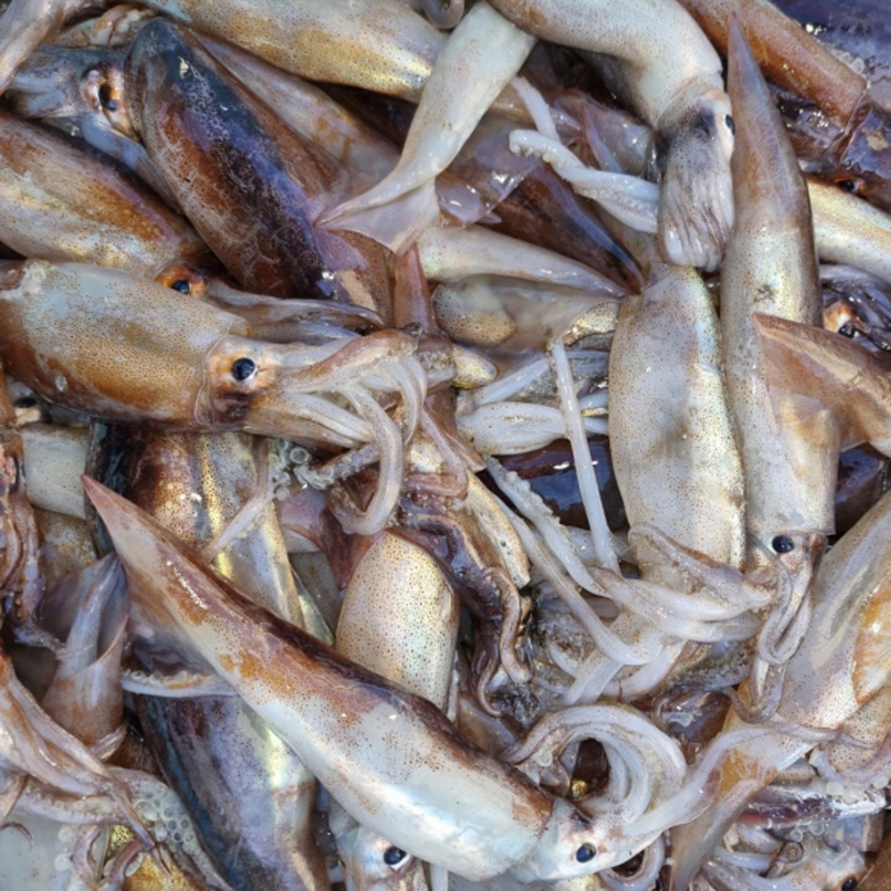 늘초록길목 동해 선상냉동 활 생물 횟감 통찜 산오징어 1kg 6-10미 - 상세 이미지 2