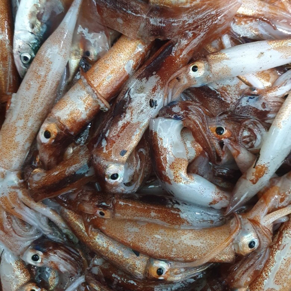 늘초록길목 동해 선상냉동 활 생물 횟감 통찜 산오징어 1kg 6-10미 - 상품 이미지