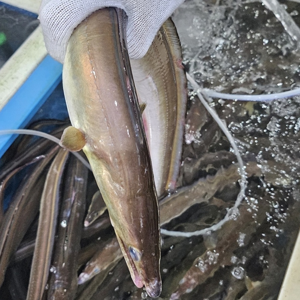 고흥 여수 하모회 450g 하모샤브샤브 3인분 갯장어 복날 택배 제철 이미지 6