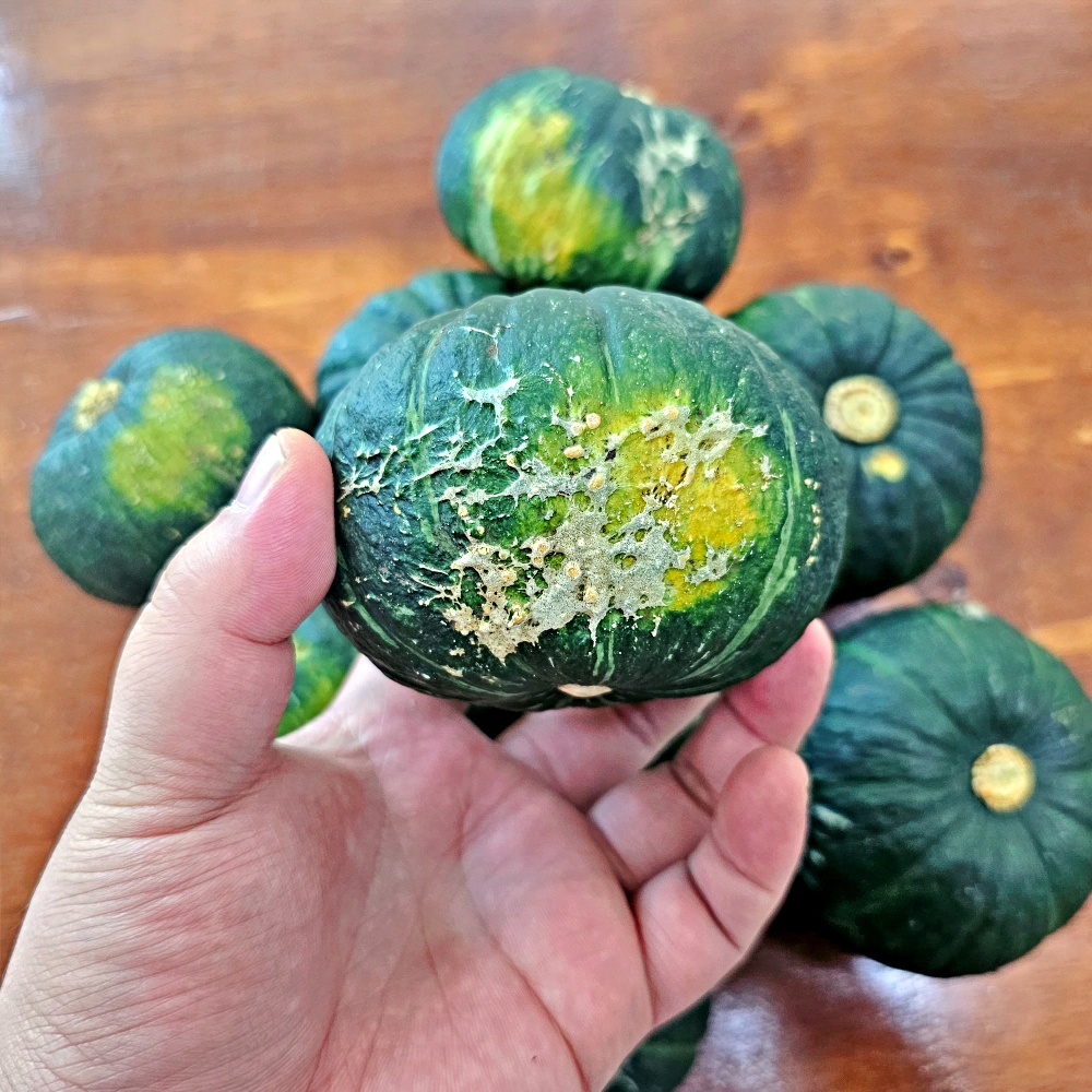미니밤호박 보우짱 1kg 2kg 3kg 5kg 10kg 못난이 가정용 제주 산지직송 - 상품 이미지