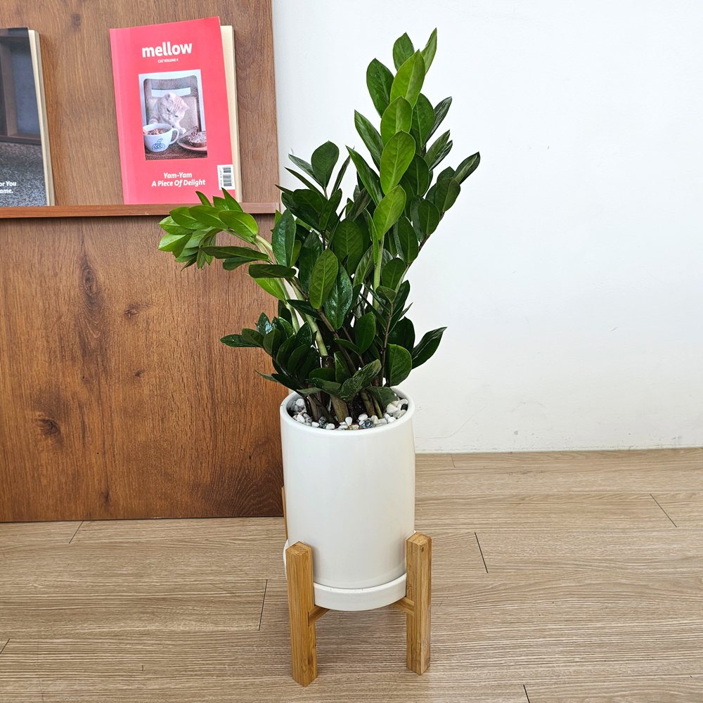 공기정화식물 개업식화분 중형 몬스테라 52cm 승진 축하화분 반려식물