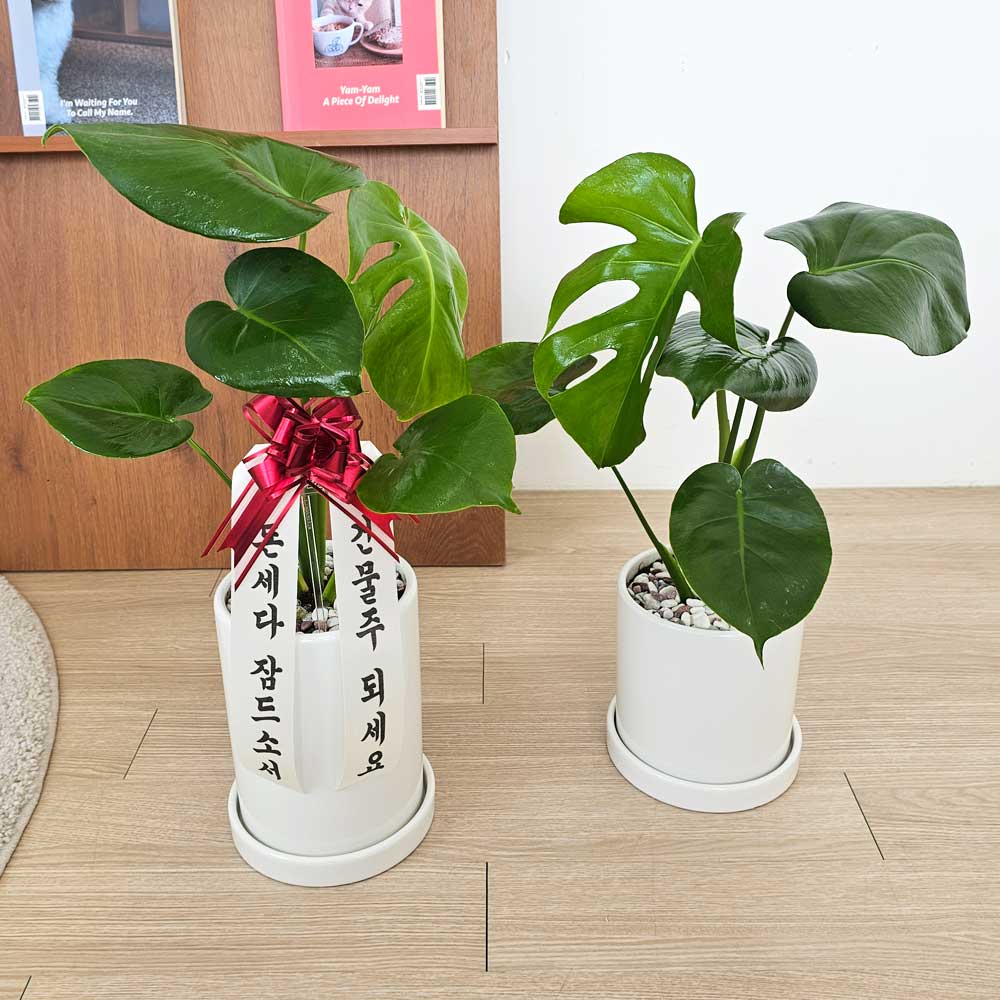 공기정화식물 개업식화분 중형 몬스테라 52cm 승진 축하화분 반려식물