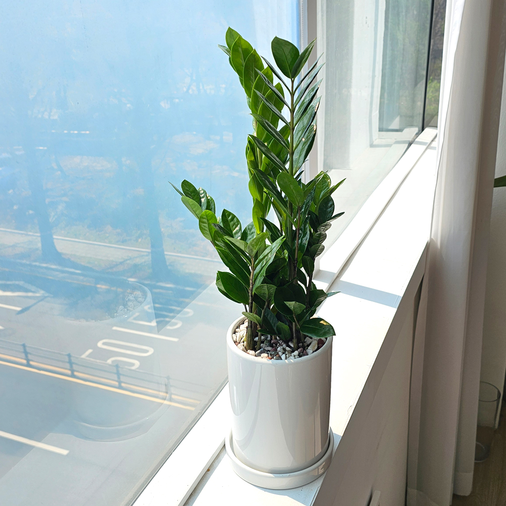 공기정화식물 개업식화분 중형 몬스테라 52cm 승진 축하화분 반려식물