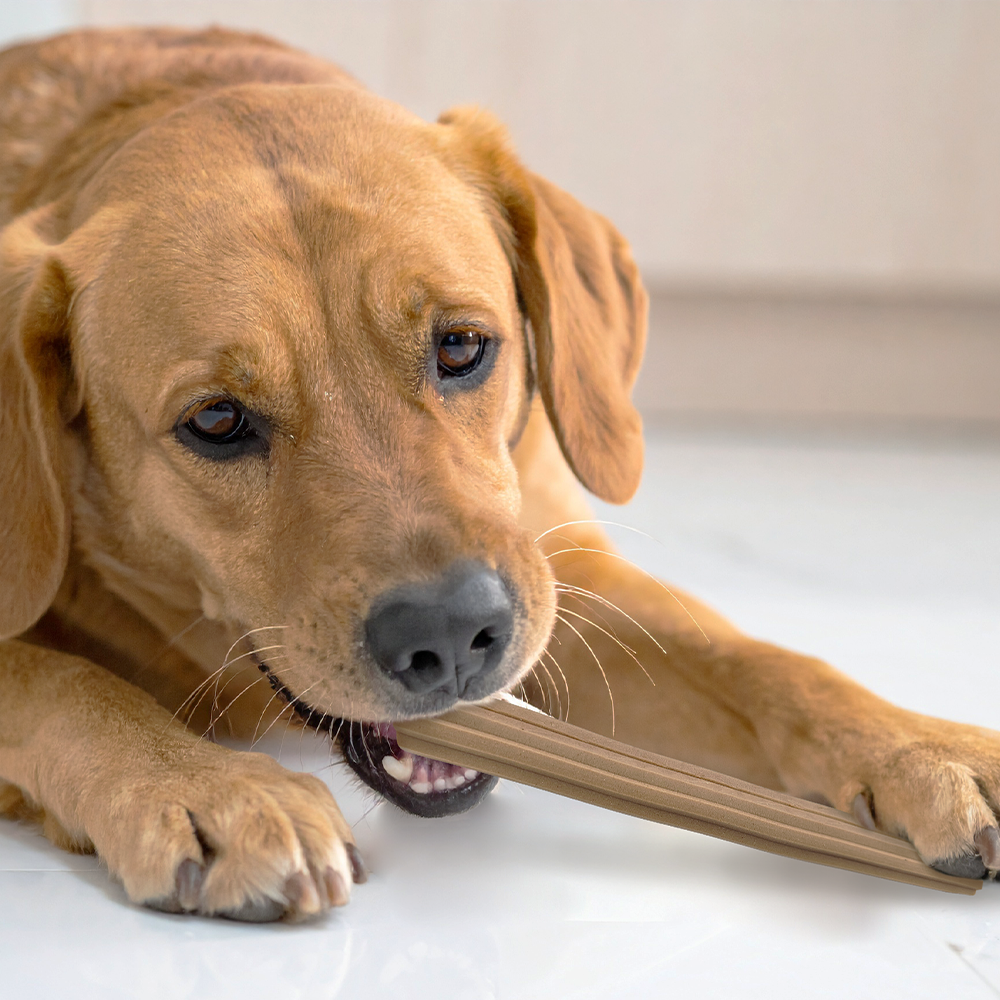 페노비스 강아지 껌 덴탈츄 치석제거 오랄벳 덴탈츄 대형견, 60g, 1개