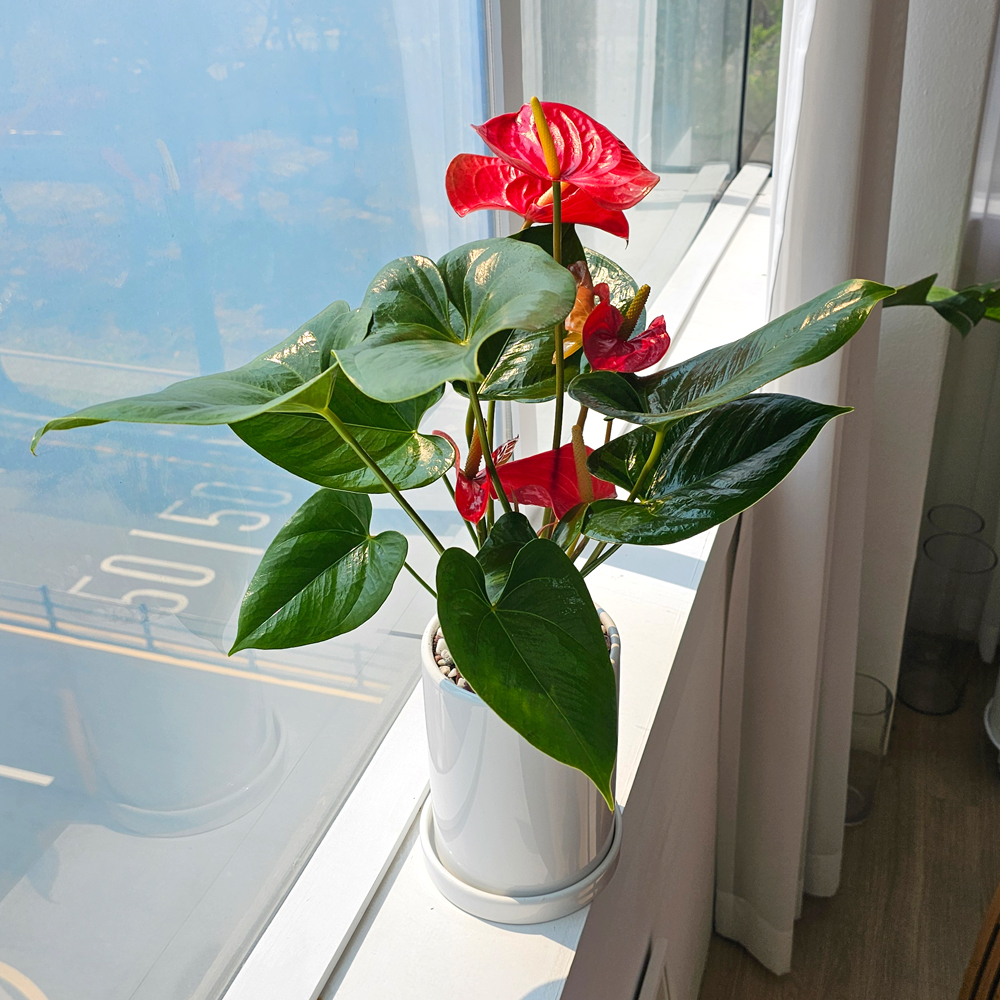 공기정화식물 개업식화분 중형 몬스테라 52cm 승진 축하화분 반려식물