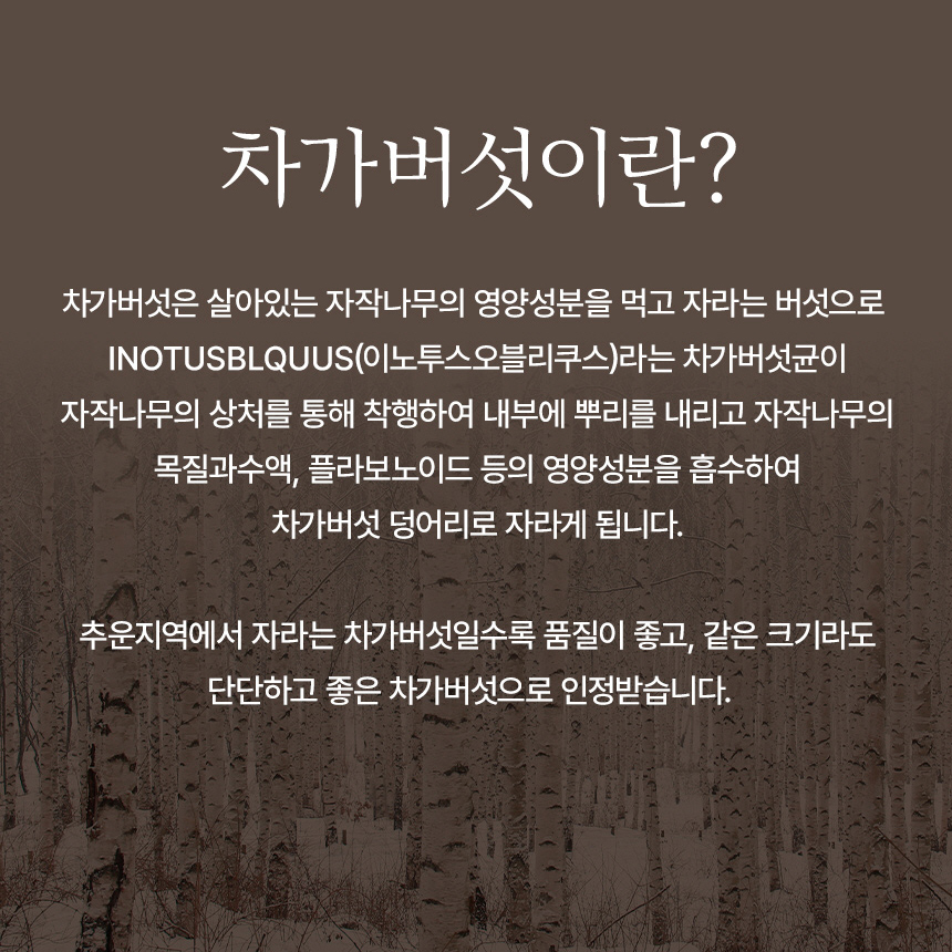 김소형 러시아 건 차가버섯 100% 원물 차 삼각 티백 100티백 - 상세 이미지 4