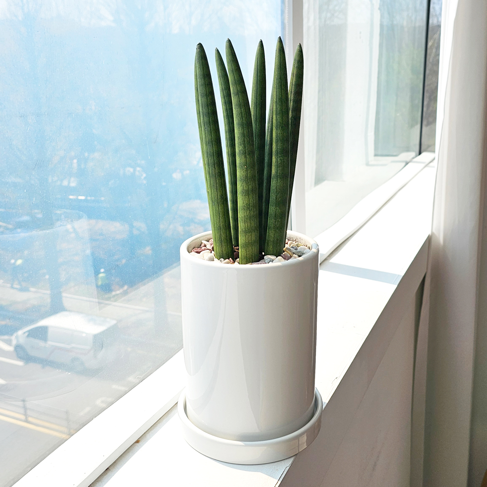 공기정화식물 개업식화분 중형 몬스테라 52cm 승진 축하화분 반려식물