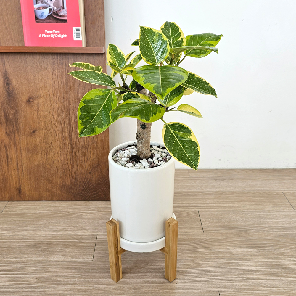 공기정화식물 개업식화분 중형 몬스테라 52cm 승진 축하화분 반려식물