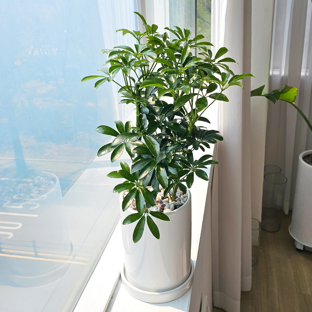 공기정화식물 개업식화분 중형 몬스테라 52cm 승진 축하화분 반려식물