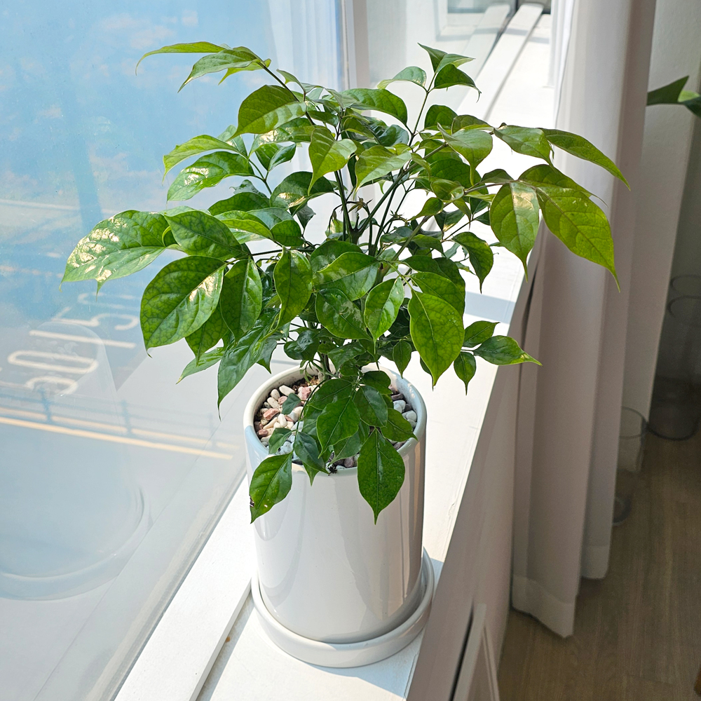 공기정화식물 개업식화분 중형 몬스테라 52cm 승진 축하화분 반려식물