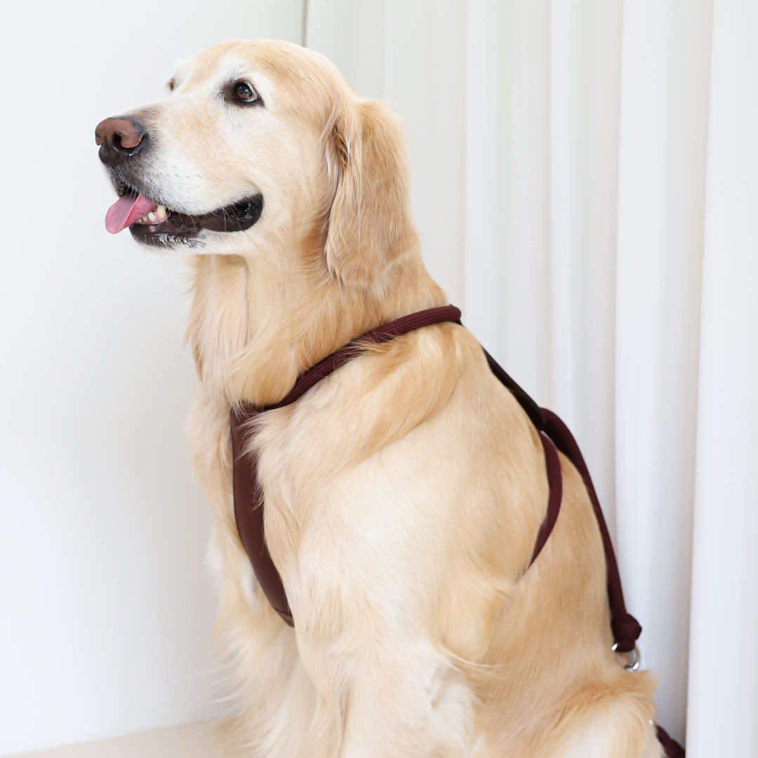 호지 에센셜 하네스 소형견 중형견 대형견 가슴줄 하네스 XS 강아지 반려동물 산책 몸줄