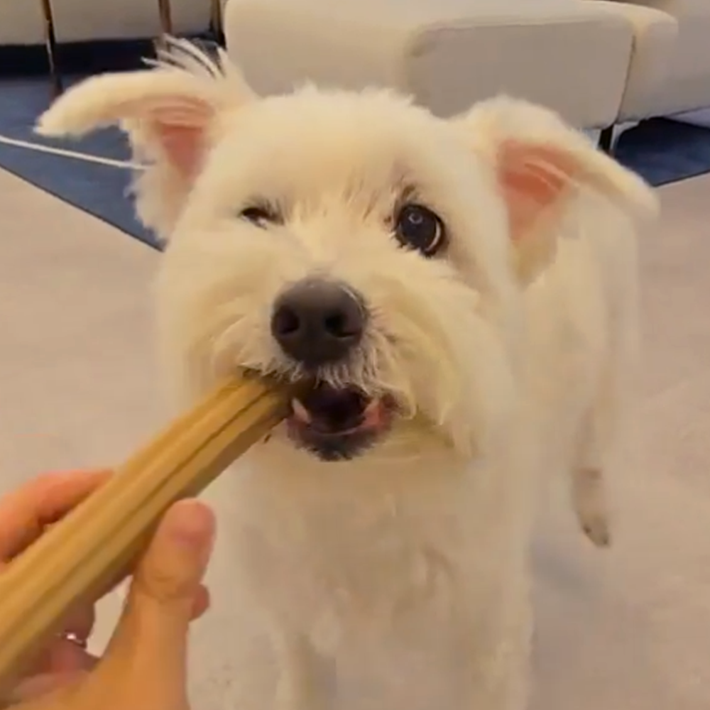 페노비스 강아지 껌 덴탈츄 치석제거 오랄벳 덴탈츄 대형견, 60g, 1개