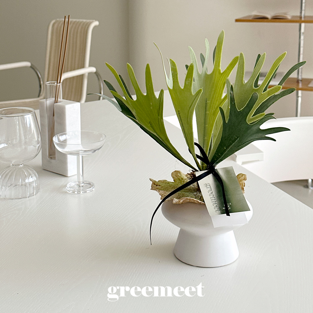 그리밋 박쥐란 미니 화분 세트 인조식물 생화같은 조화 리얼플랜트 - 상품 이미지