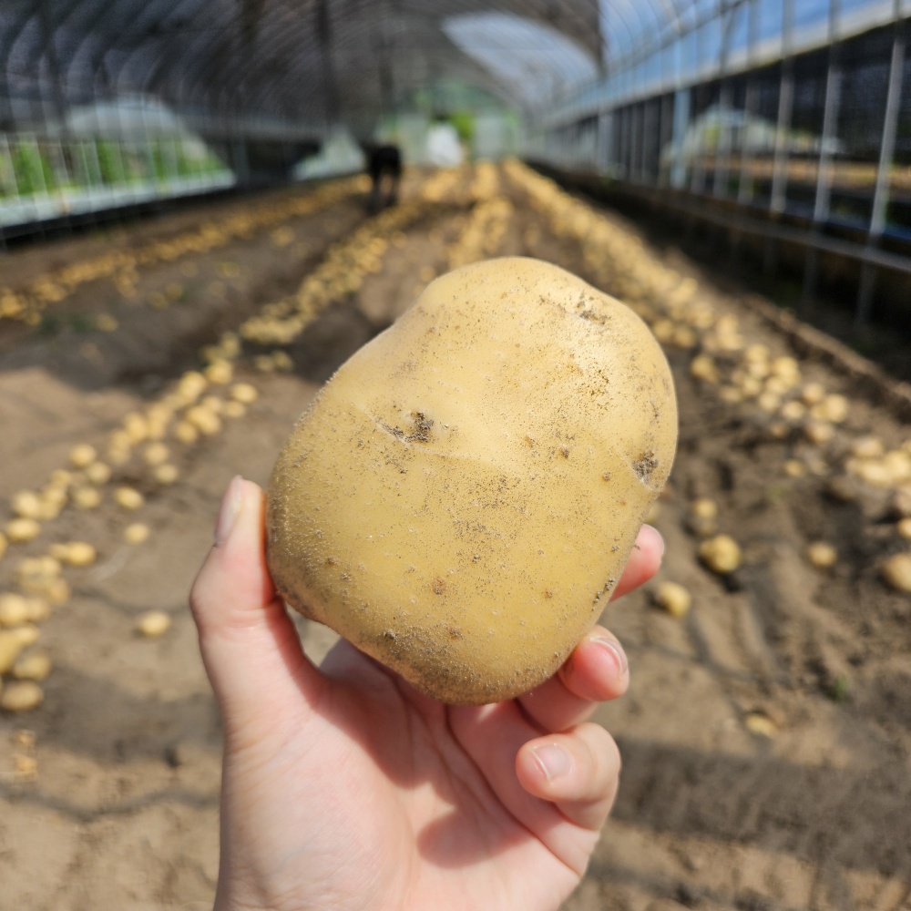 강원도햇감자 수미 하지감자 한박스 쪄먹는 포슬 분감자 2025년감자 특, 2kg, 1개