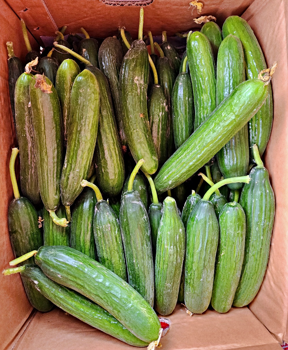 스낵오이 미니오이 1kg 2kg 3kg 상 특 - 상품 이미지