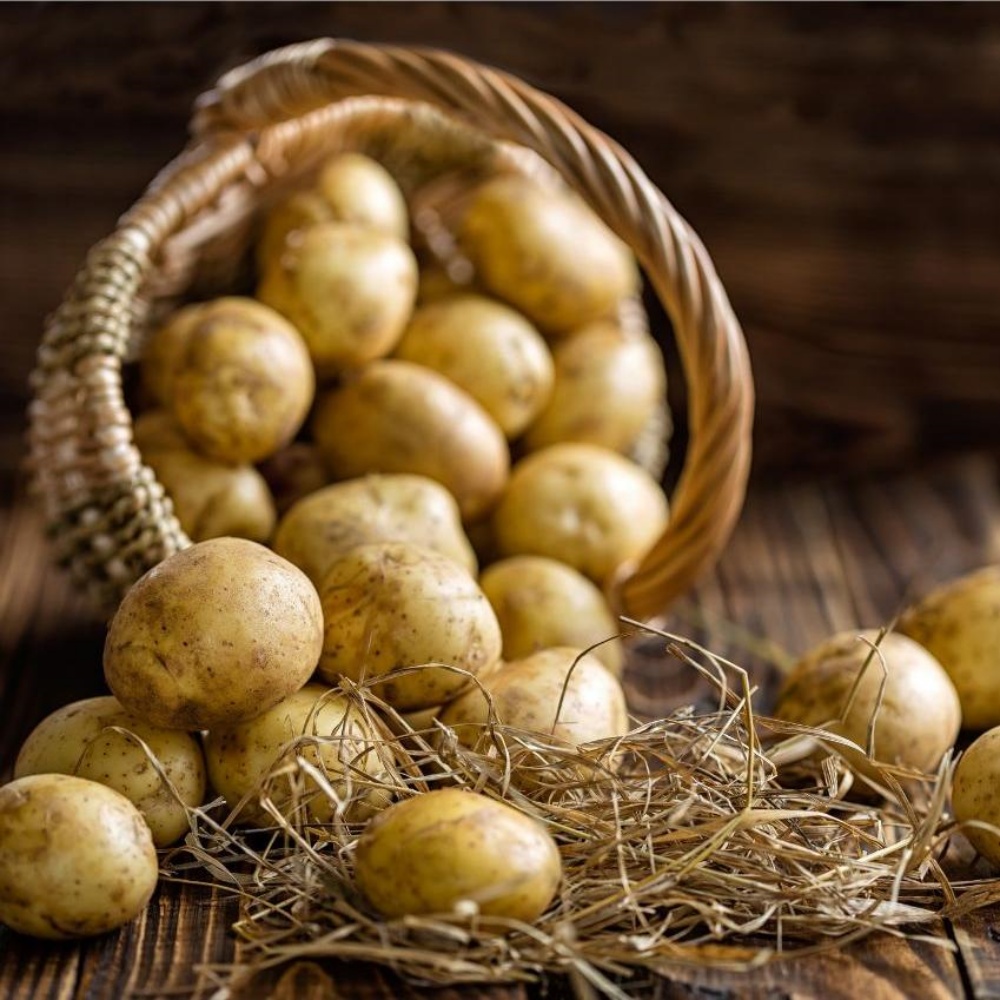 강원도햇감자 수미 하지감자 한박스 쪄먹는 포슬 분감자 2025년감자 중, 5kg, 1개