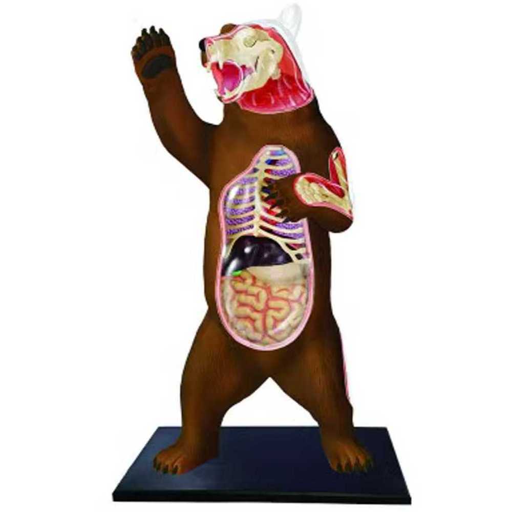동물 해부 모형 동물병원 실험실 내부 구조 교육 기구 곰 - 상품 이미지