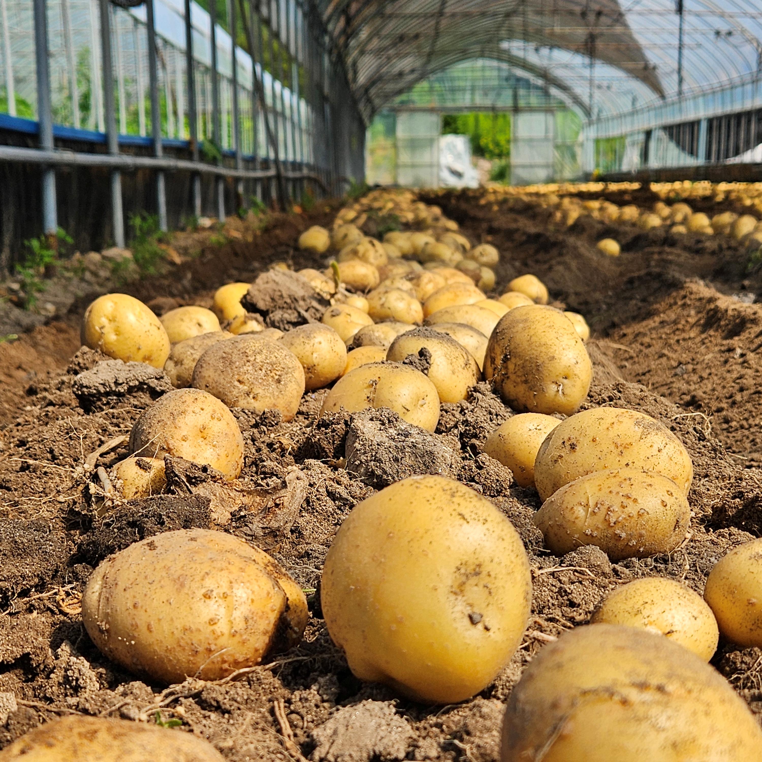 강원도햇감자 수미 하지감자 한박스 쪄먹는 포슬 분감자 2025년감자 왕특, 10kg, 1개
