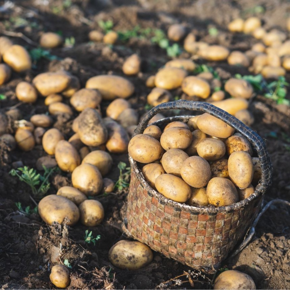 강원도햇감자 수미 하지감자 한박스 쪄먹는 포슬 분감자 2025년감자 중, 10kg, 1개