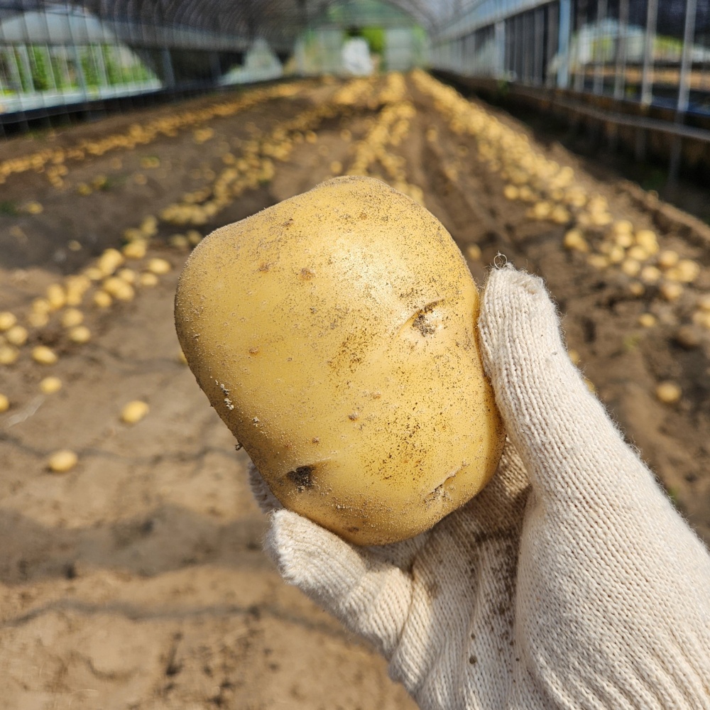 강원도햇감자 수미 하지감자 한박스 쪄먹는 포슬 분감자 2025년감자 대, 2kg, 1개