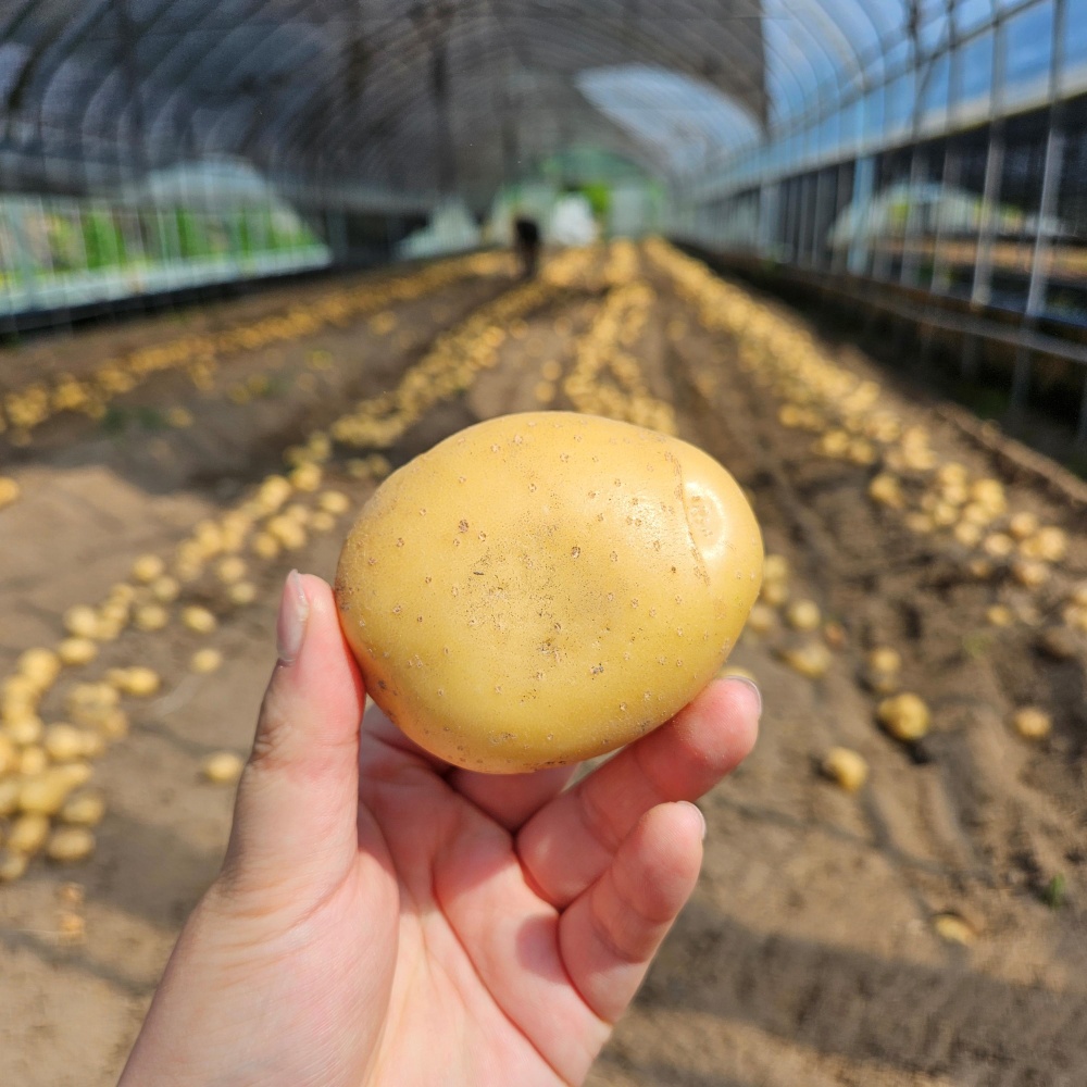 강원도햇감자 수미 하지감자 한박스 쪄먹는 포슬 분감자 2025년감자 중, 2kg, 1개