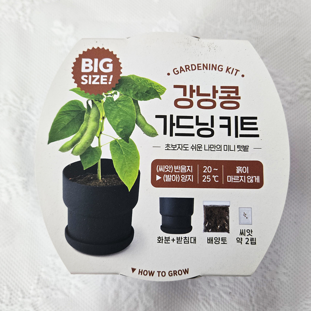강낭콩 씨앗 키우기 초보자 재배용 강남콩 키트 - 상세 이미지 5