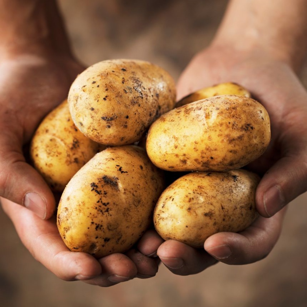 강원도햇감자 수미 하지감자 한박스 쪄먹는 포슬 분감자 2025년감자 대, 3kg, 1개