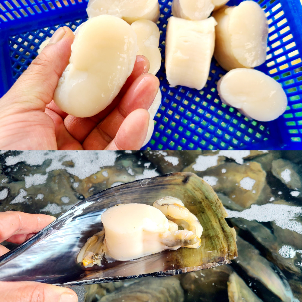키조개 관자 냉동 슬라이스 게아지살 꼭지살 관자회 국내산 요리 구이용 500g