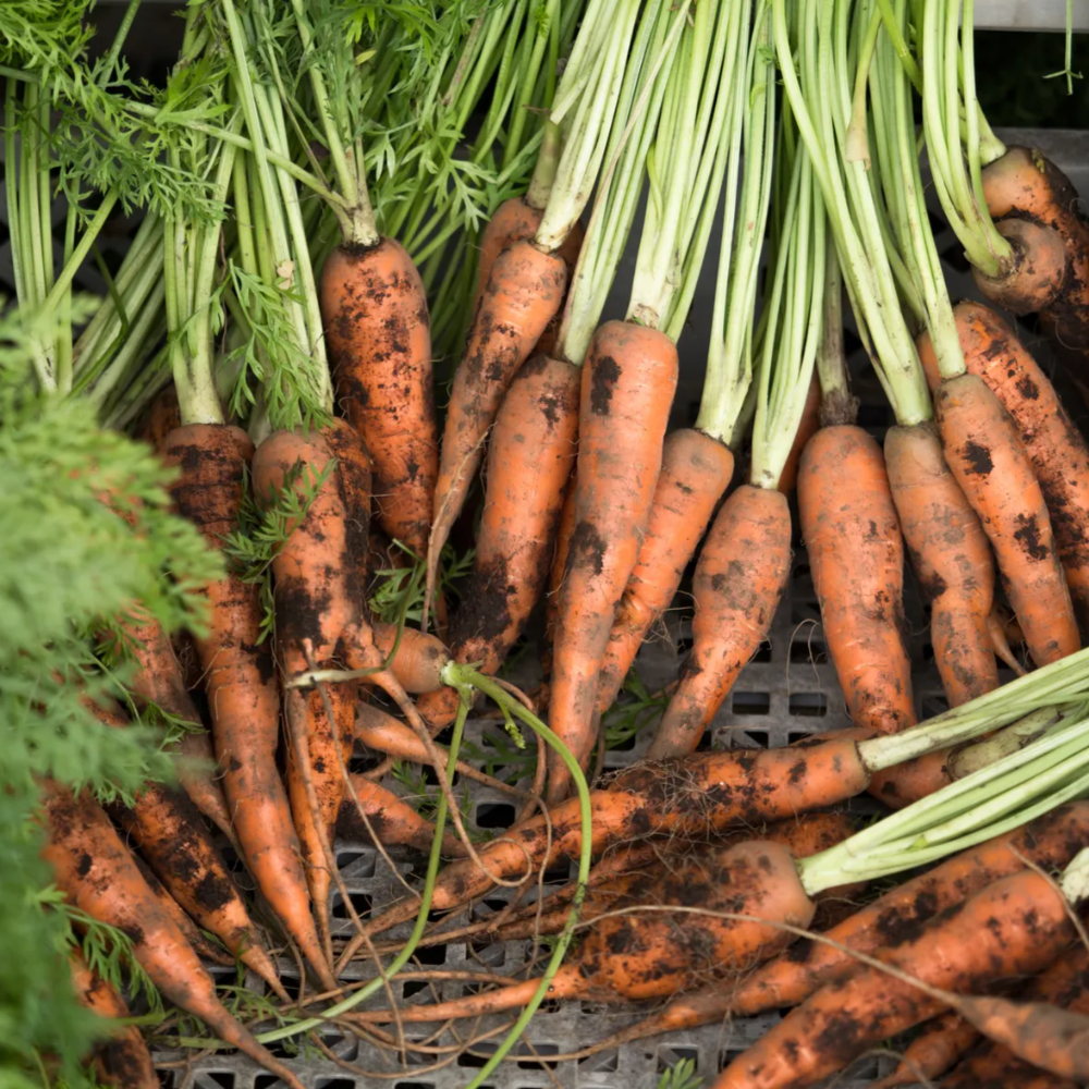 국내산 주스용 당근 3kg