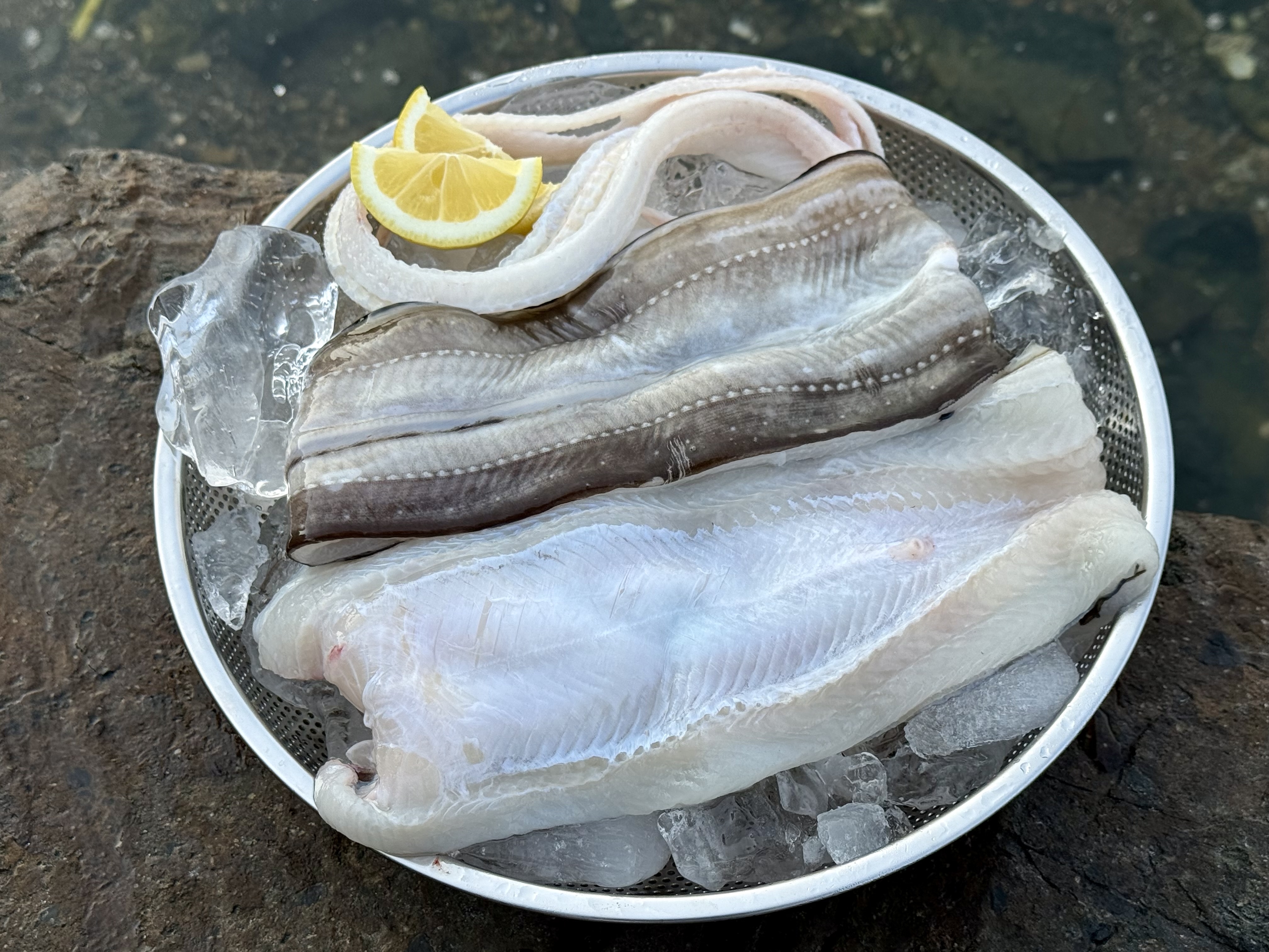 통영 자연산 손질 바다장어 대 1kg 손질 후 800g 장어 아나고 붕장어 보양식 이미지 4