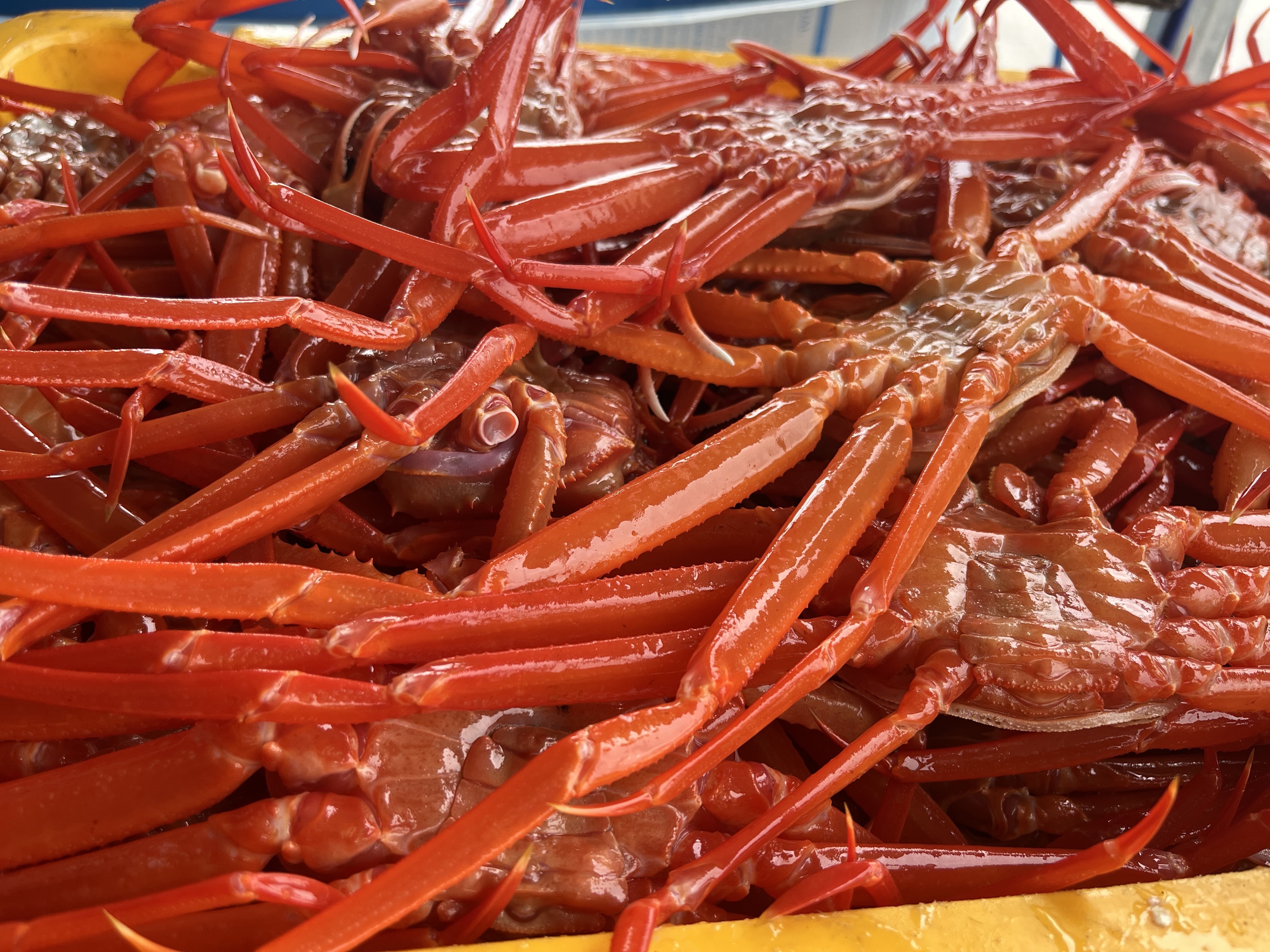 강원도 홍게 속초 동해 소짜 수율보장 자숙 찜 5kg, 1개 - 상세 이미지 4