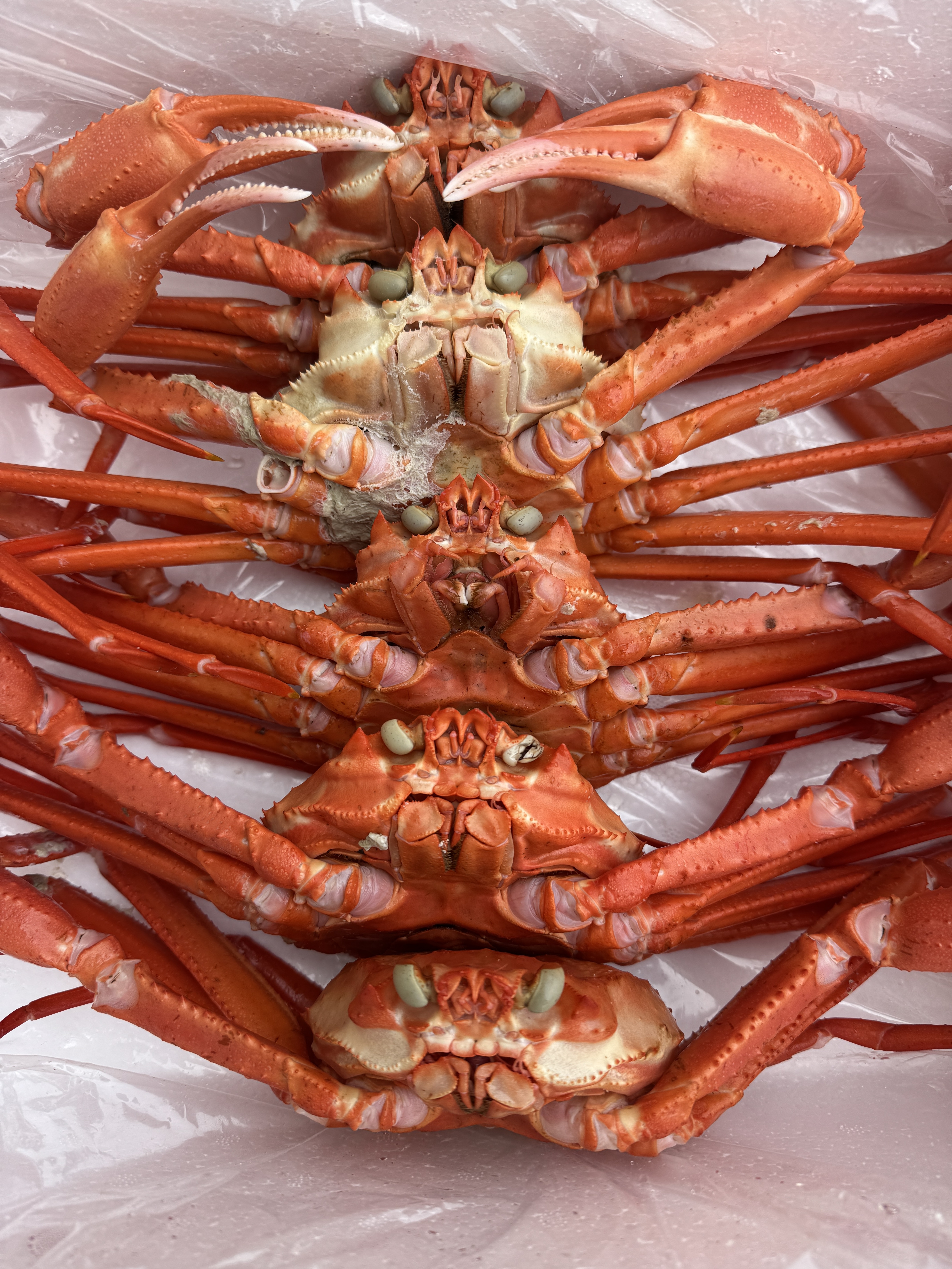 강원도 홍게 속초 동해 소짜 수율보장 자숙 찜 5kg, 1개 이미지 8