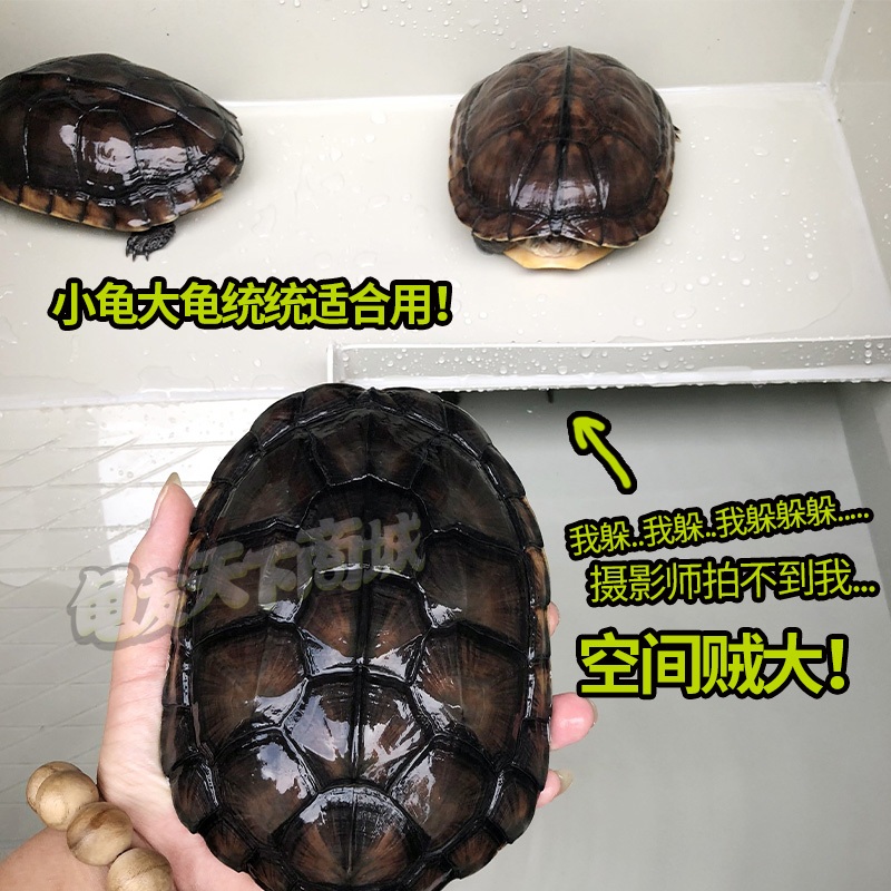 대형 거북이집 사육장 소동물 오픈형 수조 키우기 은신처 - 상세 이미지 5