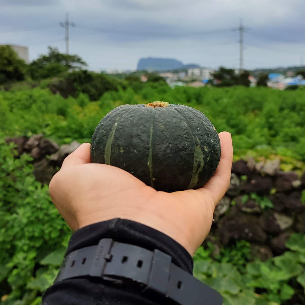 진심먹거리 제주 친환경 유기농 미니 밤호박 단호박 보우짱 무농약 환자용 5kg, 1개 - 상품 이미지