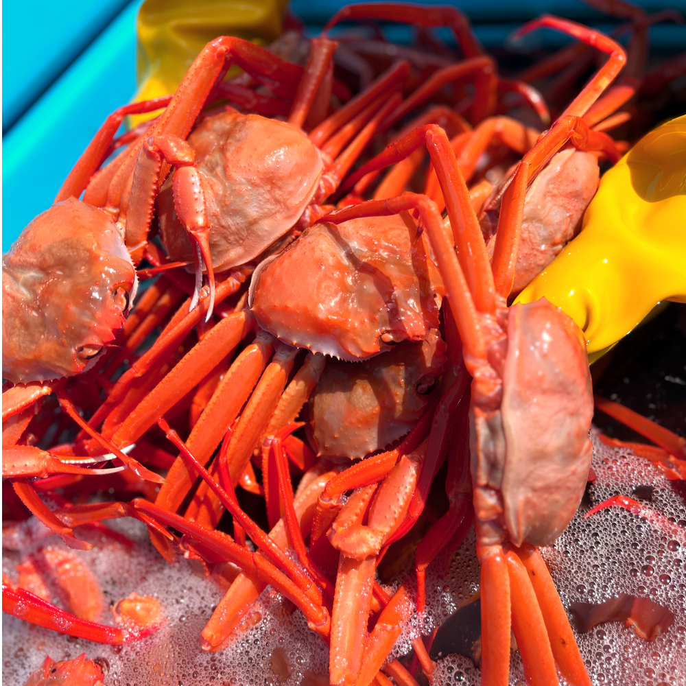 강원도 홍게 속초 동해 소짜 수율보장 자숙 찜 5kg, 1개 - 상품 이미지