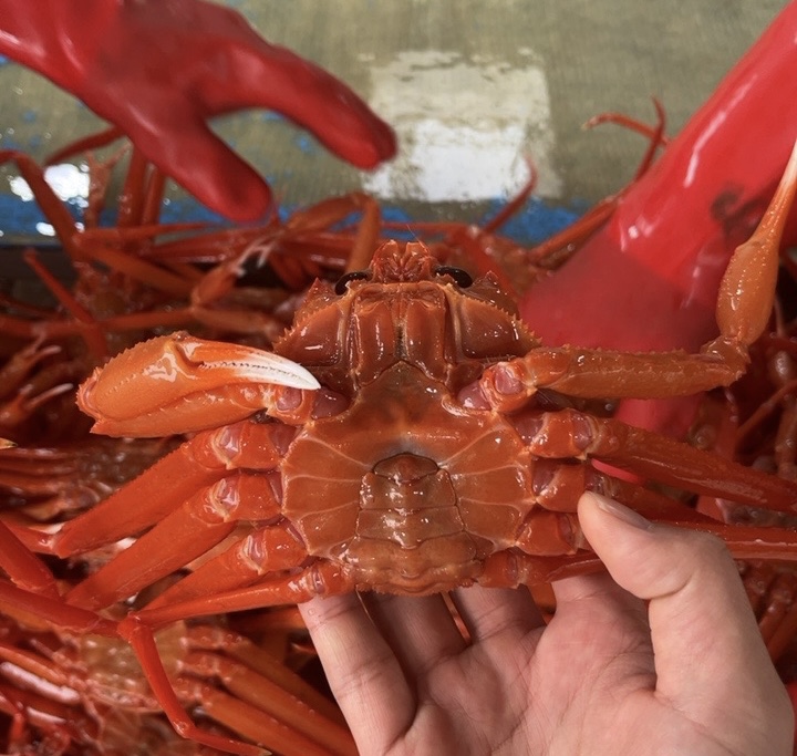 강원도 홍게 속초 동해 소짜 수율보장 자숙 찜 5kg, 1개 - 상세 이미지 3
