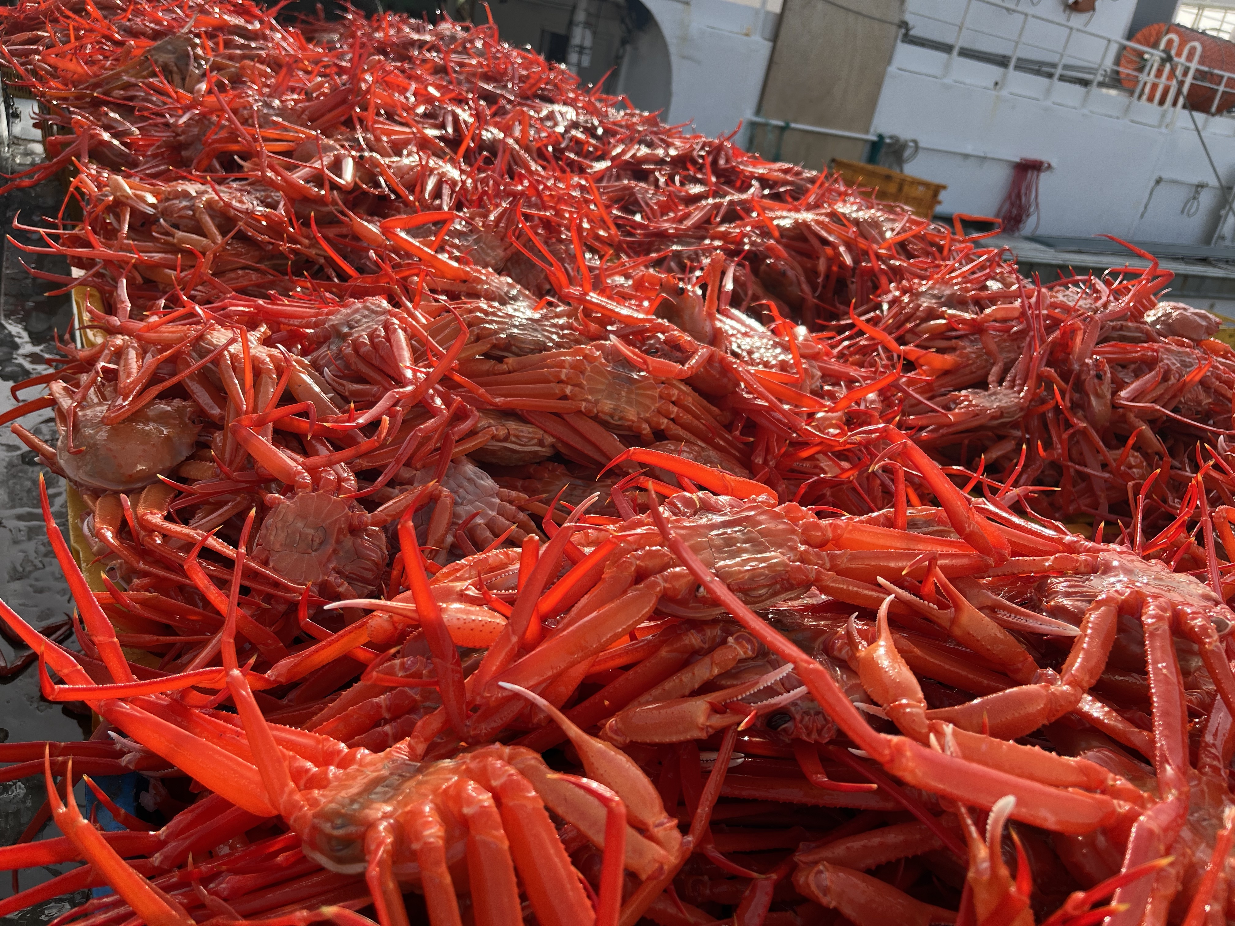 강원도 홍게 속초 동해 소짜 수율보장 자숙 찜 5kg, 1개 이미지 7