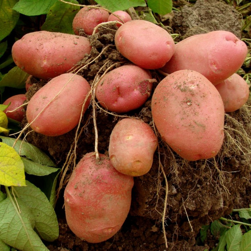 햇홍감자 제철 생으로먹는 쪄먹는 붉은 무농약 적감자 자주 하지감자 한박스 대, 1.5kg, 1개