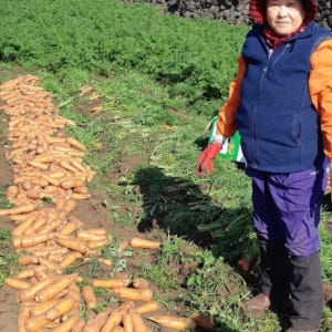 도하네농장 당근 제주 구좌 흙당근 5kg 10kg 국산 산지직송 주스용 맛있게 먹은 솔직 후기 - 상품 이미지 1
