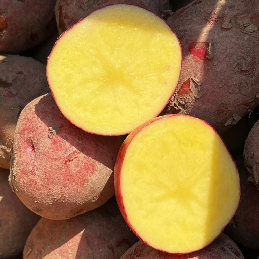 햇홍감자 제철 생으로먹는 쪄먹는 붉은 무농약 적감자 자주 하지감자 한박스 특, 3kg, 1개