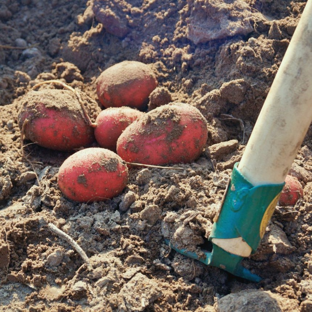 햇홍감자 제철 생으로먹는 쪄먹는 붉은 무농약 적감자 자주 하지감자 한박스 특, 1.5kg, 1개